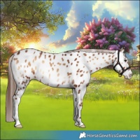 Horse Color:Red Onyx Appaloosa