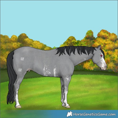Horse Color:Classic Champagne Chinchilla Sabino