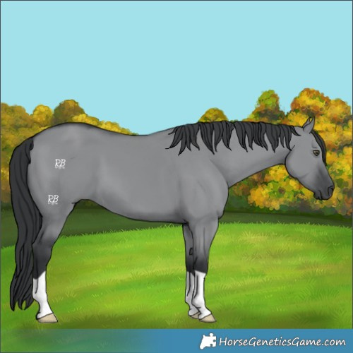 Horse Color:Grullo Chinchilla 