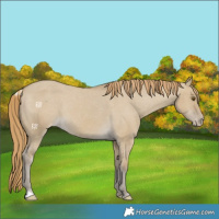 Horse Color:Classic Cream Champagne Dun Sabino Varnish 