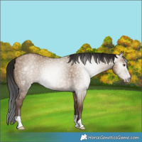Horse Color:Gray Classic Champagne Dun 