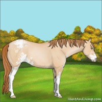 Horse Color:Bay Pearl Dun Sabino Appaloosa 