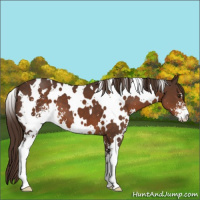 Horse Color:White Spotted Liver Chestnut Sabino 
