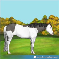Horse Color:Grullo Splash