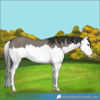 Horse Color:Grullo Splash