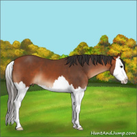 Horse Color:Bay Splash