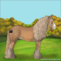Horse Color:Chestnut Splash 