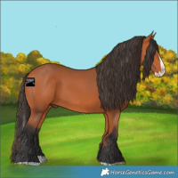 Horse Color:Bay Splash 