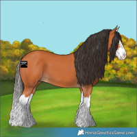 Horse Color:Bay Splash 