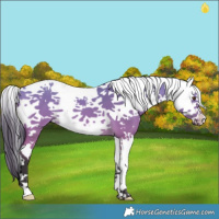 Horse Color:Buckskin Dun Sabino 