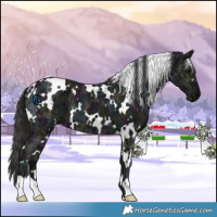 Horse Color:White Spotted Midnight Smoky Black Ice 