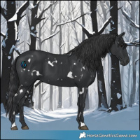 Horse Color:White Spotted Black 