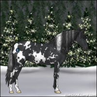Horse Color:White Spotted Black 