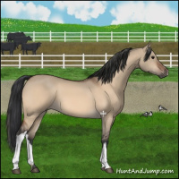 Horse Color:Bay Dun 