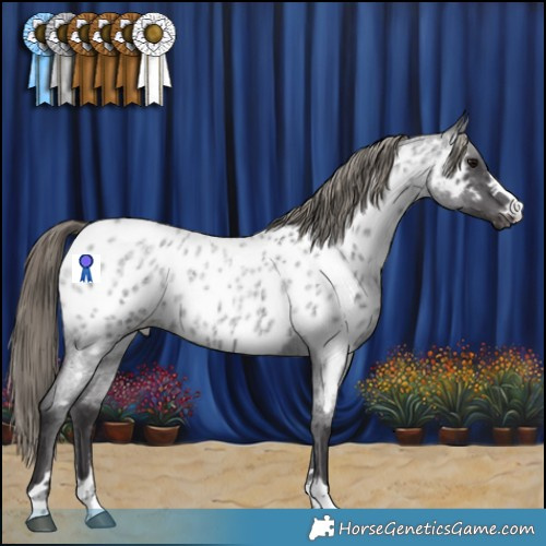 Horse Color:Smoky Blue Roan Appaloosa Rabicano 