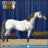 Horse Color:Smoky Blue Roan Near Leopard Rabicano 