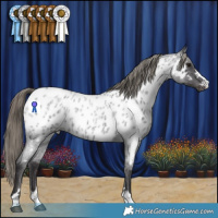Horse Color:Smoky Blue Roan Appaloosa Rabicano 