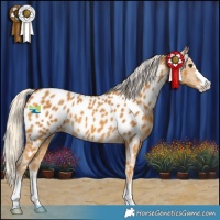 Horse Color:Palomino Appaloosa Rabicano