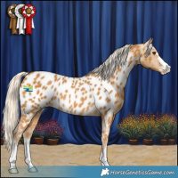 Horse Color:Palomino Appaloosa Rabicano