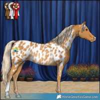 Horse Color:Palomino Appaloosa Rabicano 