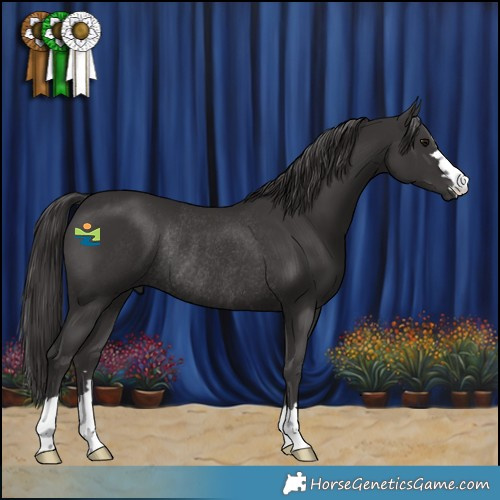 Horse Color:Smoky Black Rabicano 