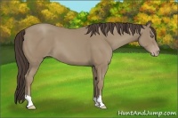 Horse Color:Unknown 