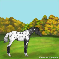 Horse Color:White Spotted Black Near Leopard 
