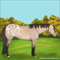 Horse Color:Bay Dun Appaloosa 