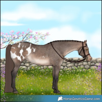 Horse Color:Bay Dun Mushroom Appaloosa 
