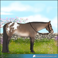 Horse Color:Brown Dun Appaloosa 