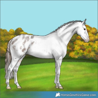 Horse Color:Brown Roan Appaloosa Rabicano 