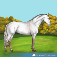Horse Color:Gray Red Roan 