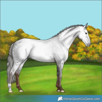 Horse Color:Gray Liver Red Roan 