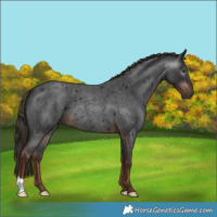 Horse Color:Gray Liver Red Roan