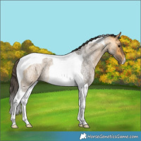 Horse Color:Buckskin Roan Tobiano Rabicano
