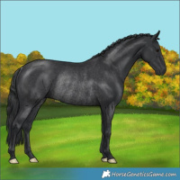 Horse Color:Black Rabicano 
