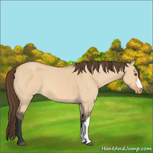 Horse Color:Bay Dun Appaloosa 