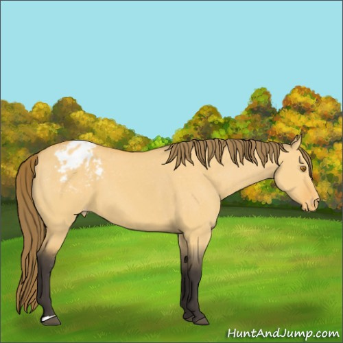 Horse Color:Buckskin Dun Appaloosa 