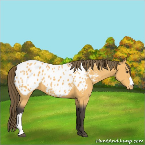 Horse Color:Buckskin Appaloosa