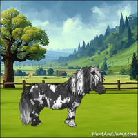 Horse Color:White Spotted Black