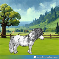 Horse Color:White Spotted Bay Chinchilla Splash Appaloosa