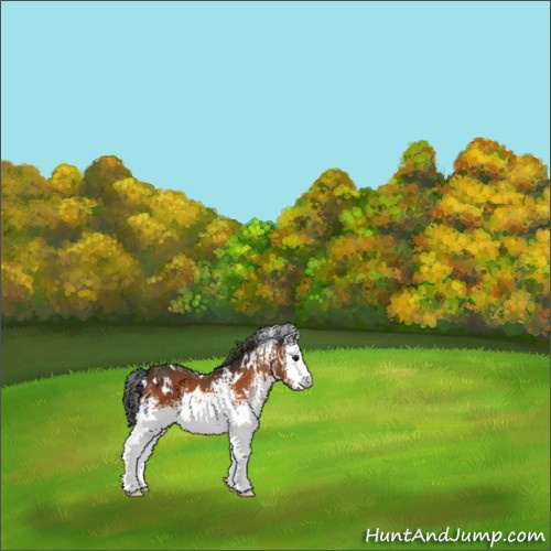 Horse Color:White Spotted Brown 
