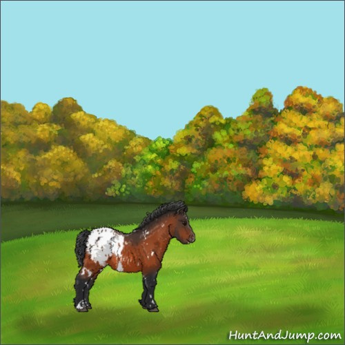 Horse Color:White Spotted Bay Appaloosa 