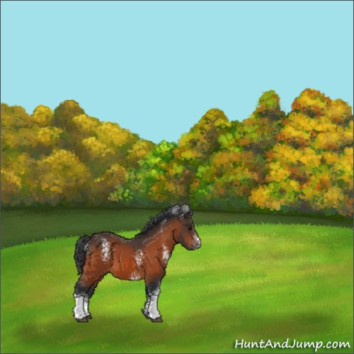 Horse Color:White Spotted Brown 