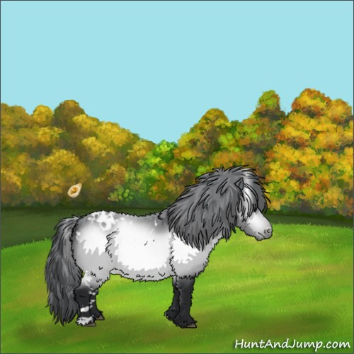 Horse Color:White Spotted Brown Chinchilla Appaloosa 