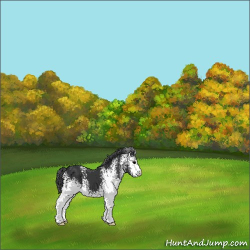 Horse Color:White Spotted Black 