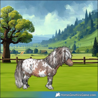 Horse Color:White Spotted Brown Appaloosa 