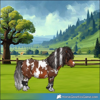 Horse Color:White Spotted Bay 