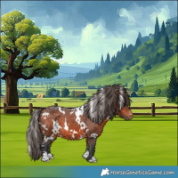 Horse Color:White Spotted Bay Appaloosa