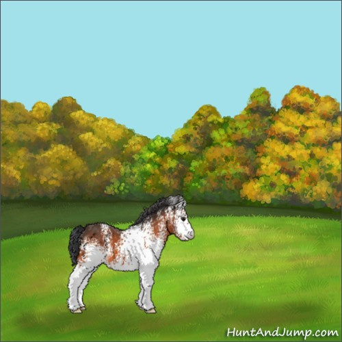 Horse Color:White Spotted Brown 